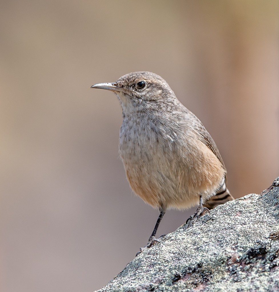 Rock Wren - ML622847058