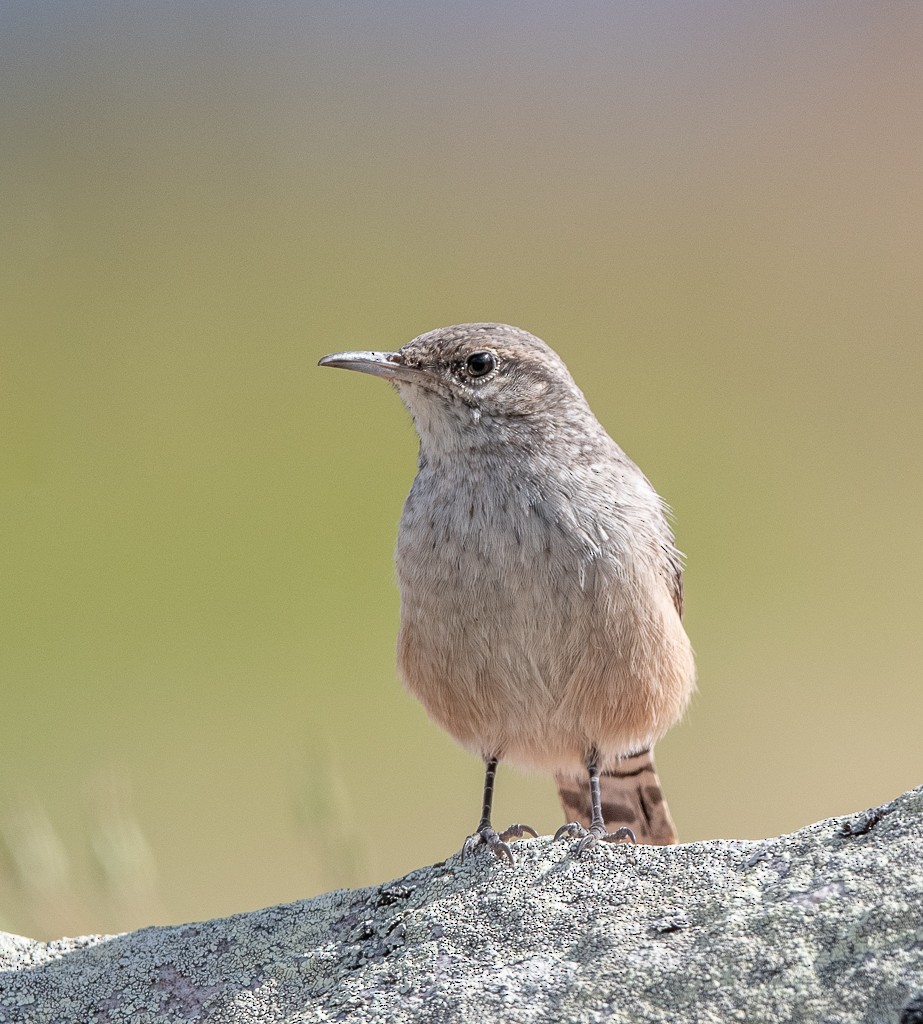 Rock Wren - ML622847059