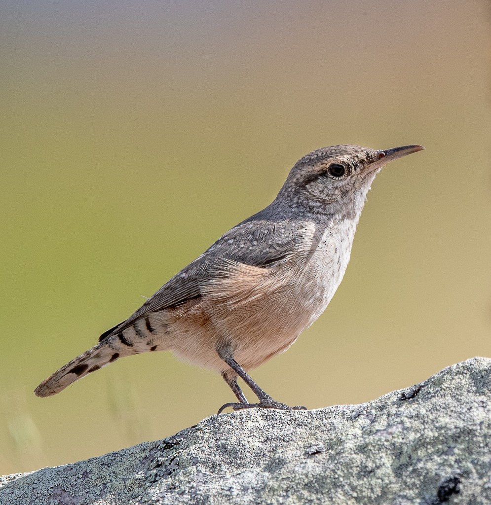 Rock Wren - ML622847060