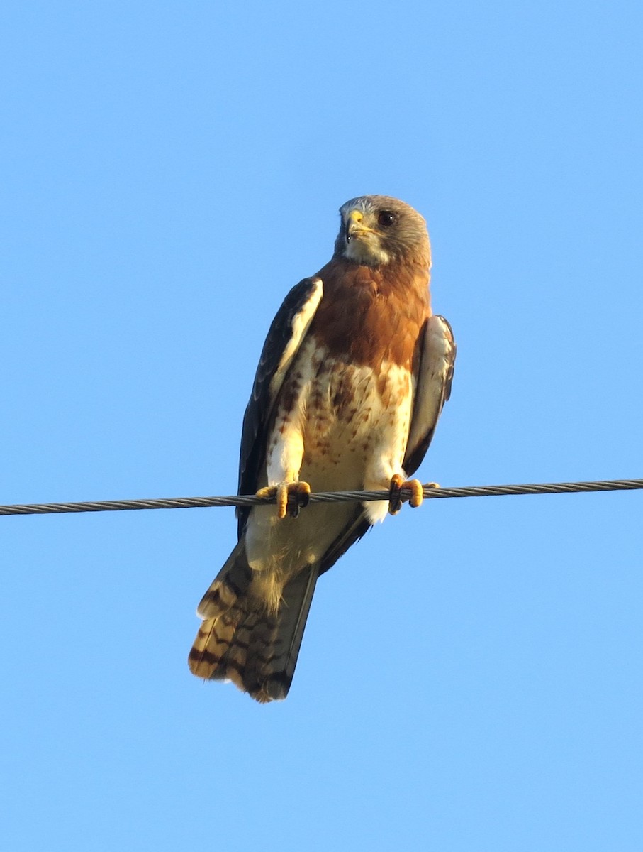 Swainson's Hawk - Timothy Fennell