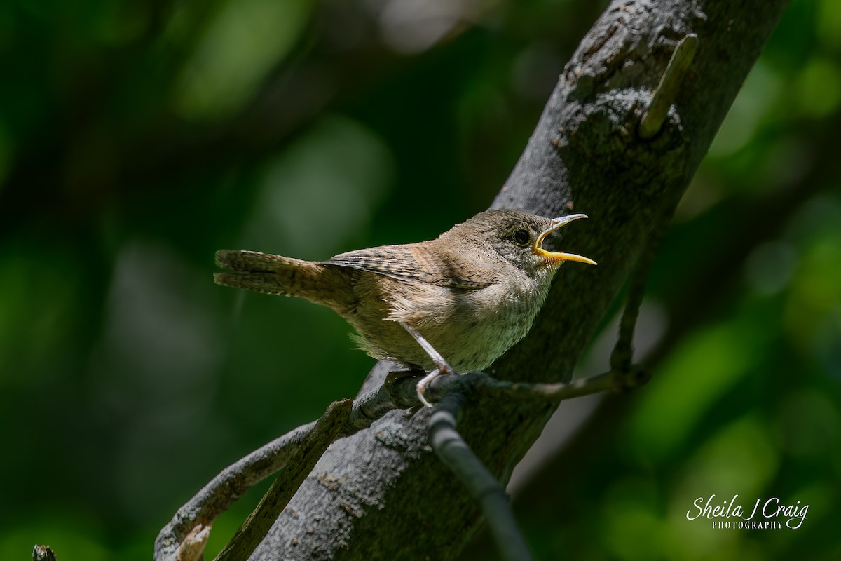 House Wren - ML622847180