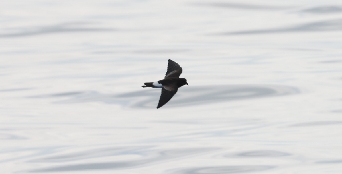 Wilson's Storm-Petrel - ML622847231