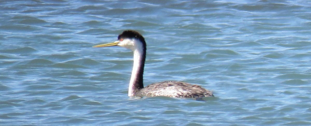 Western Grebe - ML622847384