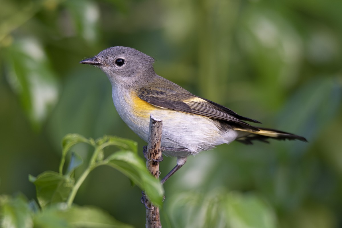 American Redstart - ML622847406