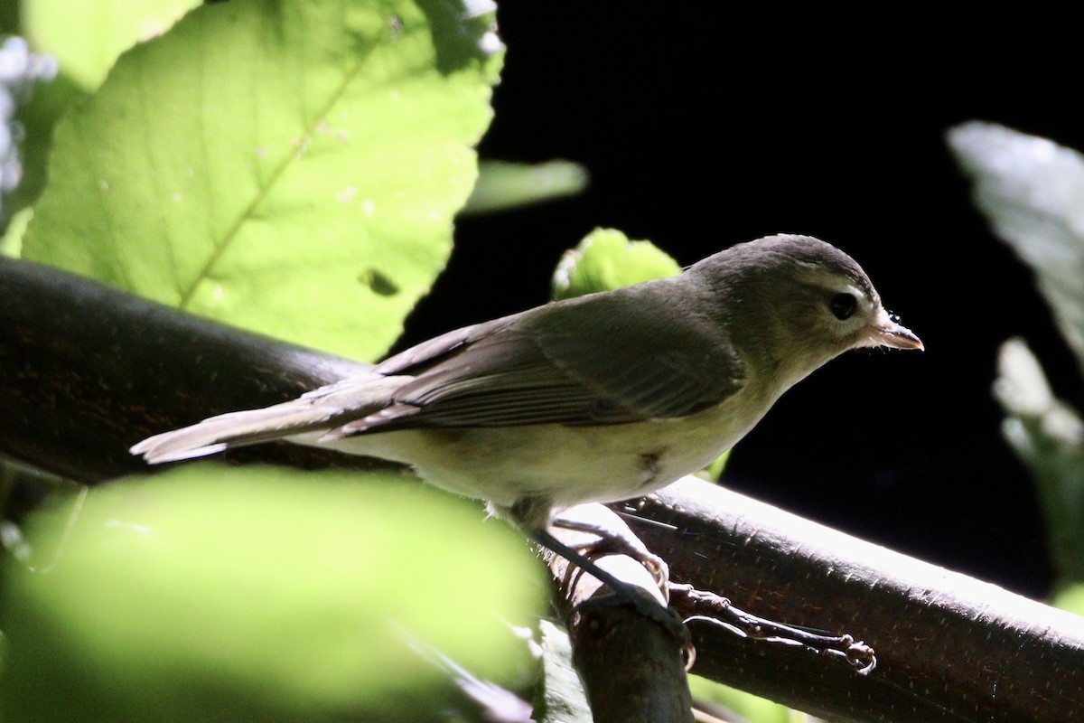 Ötücü Vireo - ML622847409