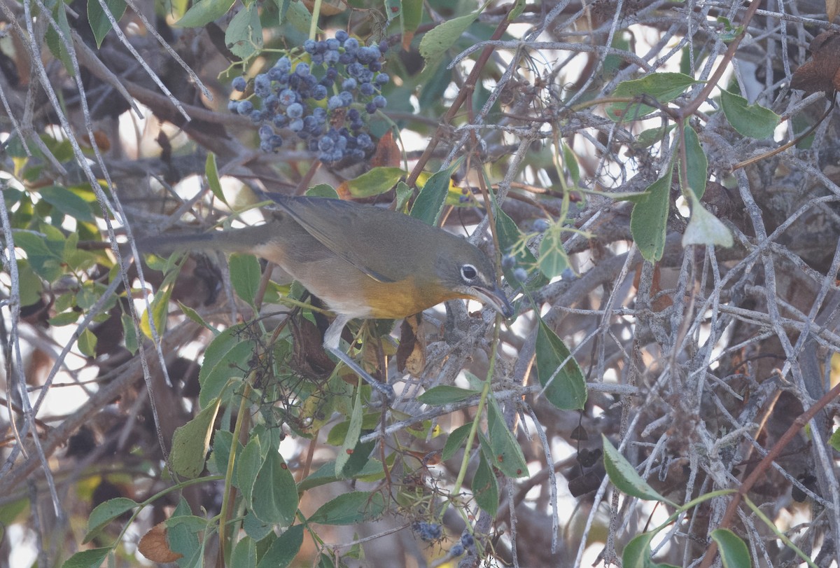 Yellow-breasted Chat - ML622847425