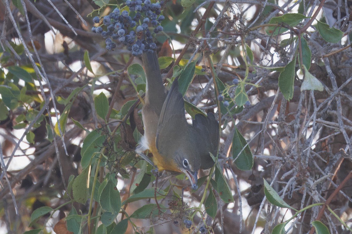 Yellow-breasted Chat - ML622847428