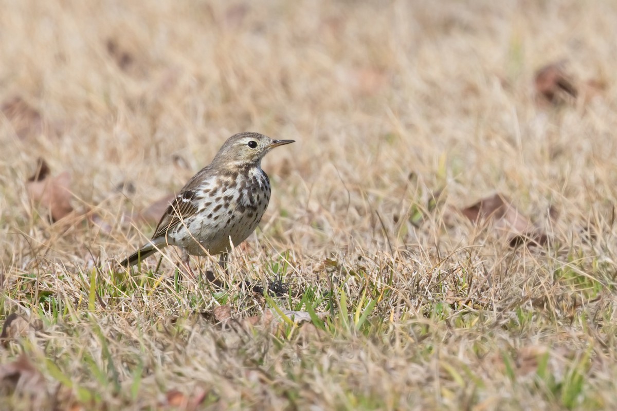 linduška tundrová (ssp. japonicus) - ML622847432