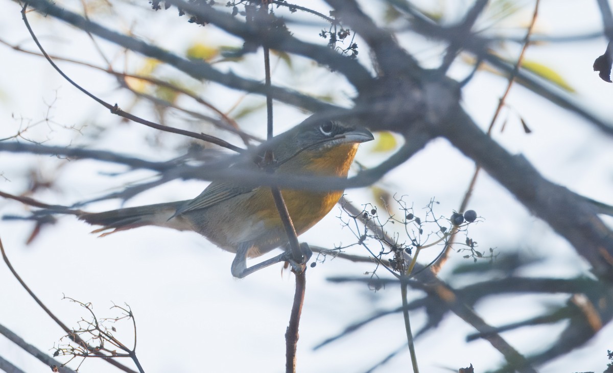 Yellow-breasted Chat - ML622847433