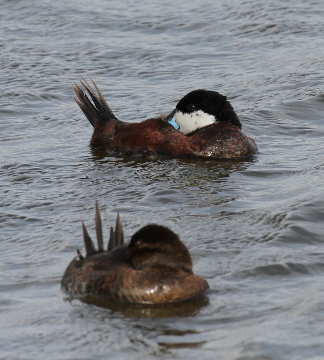 Ruddy Duck - Lisa Yntema