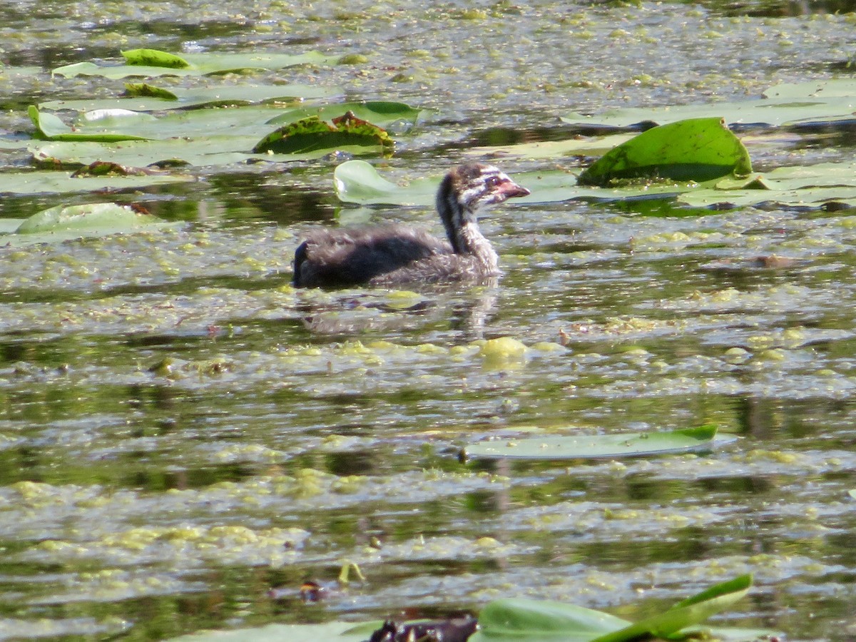 Pied-billed Grebe - Christine Cote