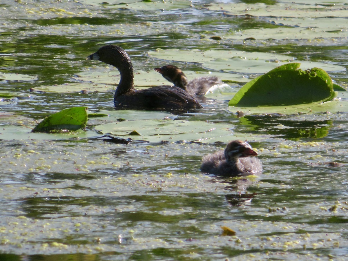 Pied-billed Grebe - Christine Cote