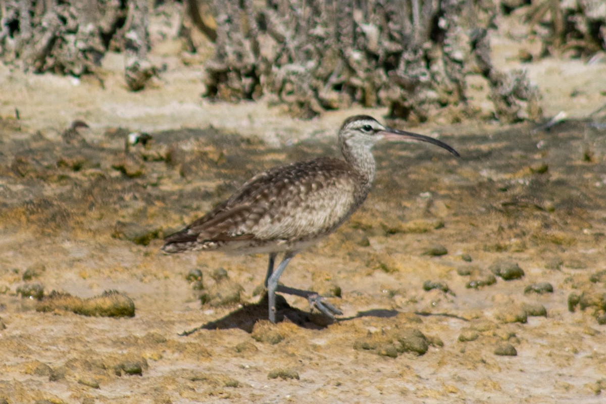 Whimbrel - Consuelo Hernandez Garcia