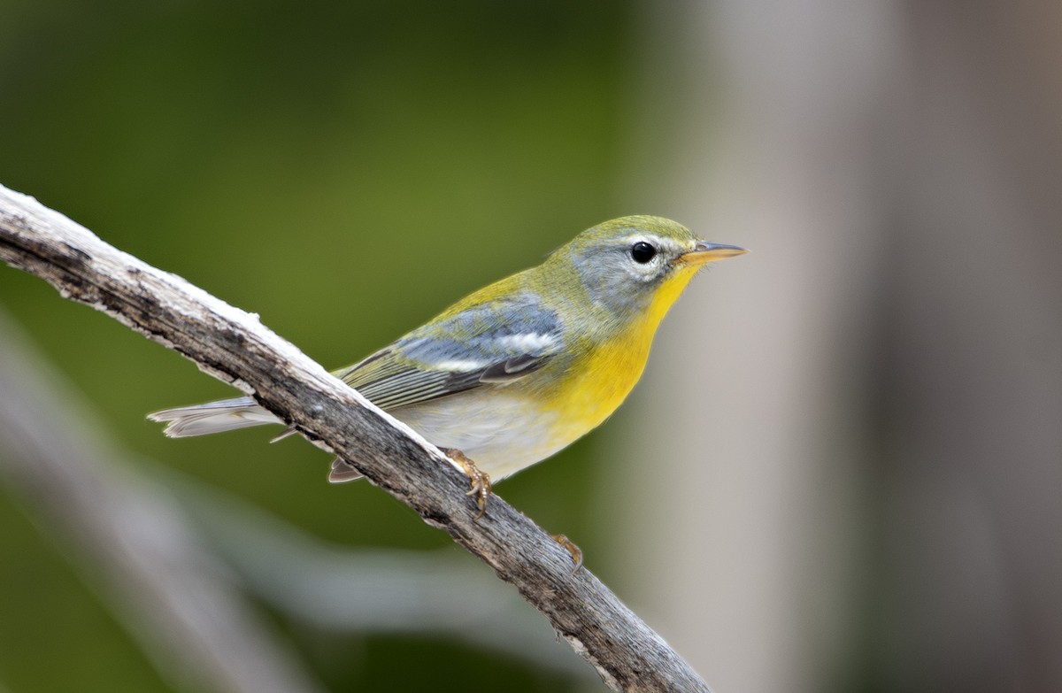 Northern Parula - ML622847534