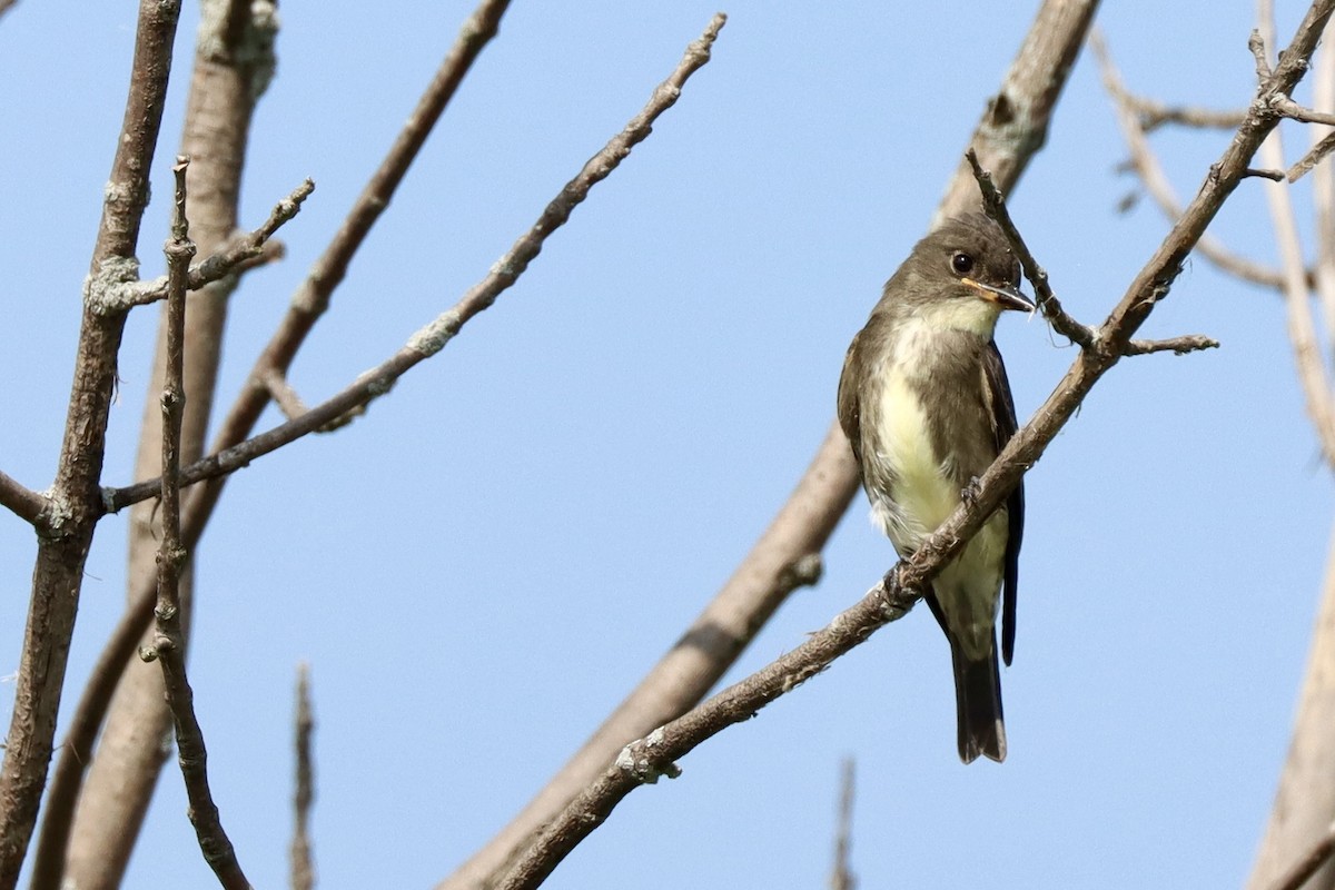 Olive-sided Flycatcher - ML622847549