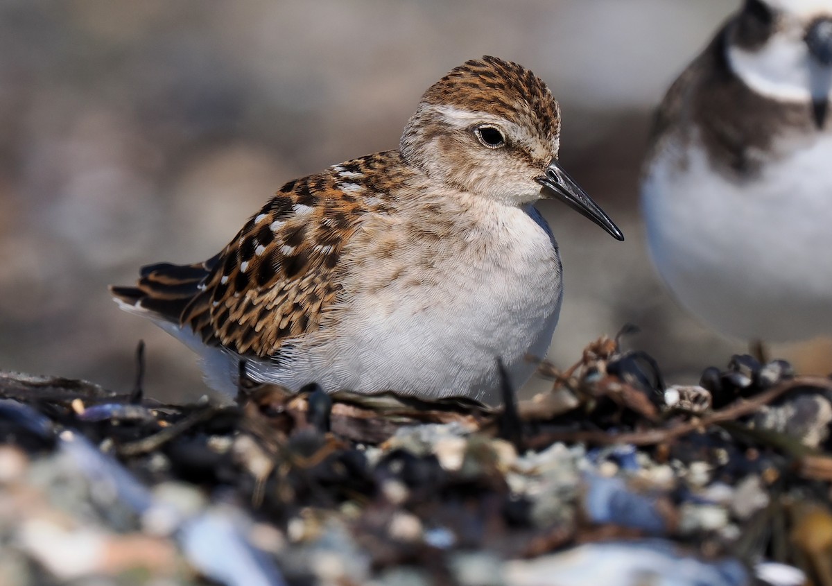 Least Sandpiper - Ken Winkler