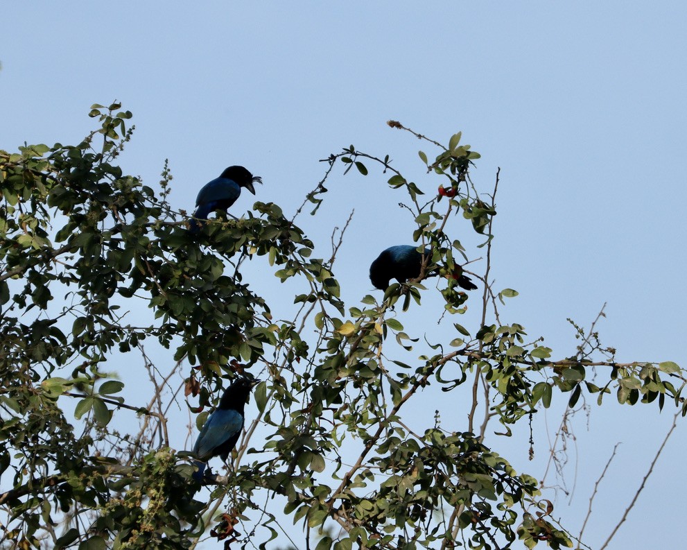 San Blas Jay - ML622847563