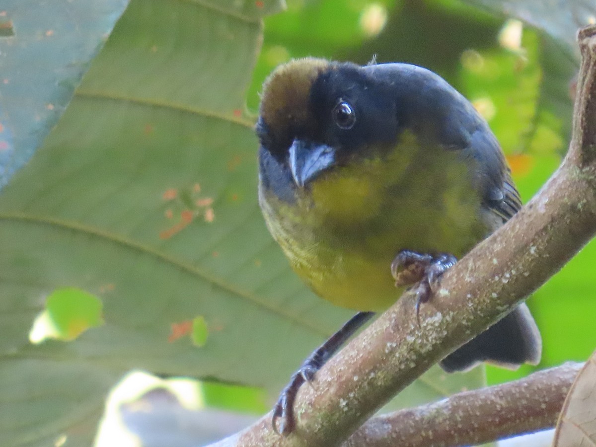 Tricolored Brushfinch - ML622847581