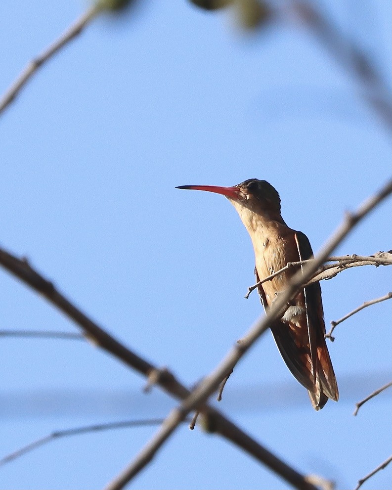 Cinnamon Hummingbird - Doug Cooper