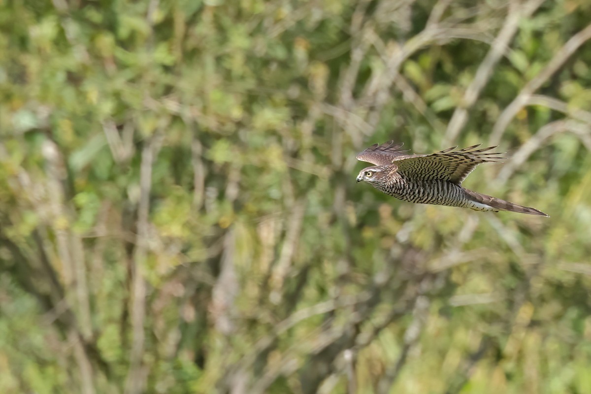 Eurasian Sparrowhawk - Fang-Shuo Hu