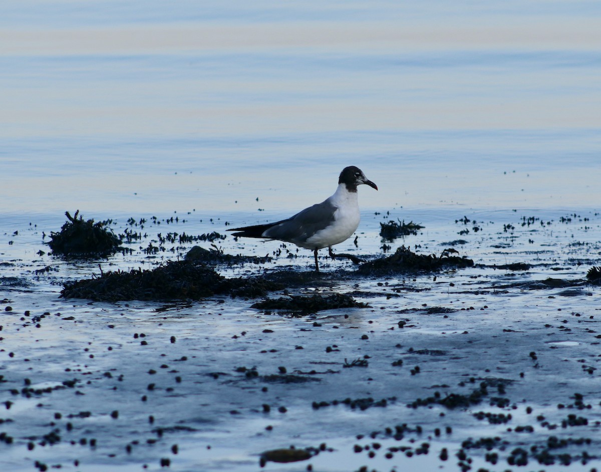 Gaviota Guanaguanare - ML622847661