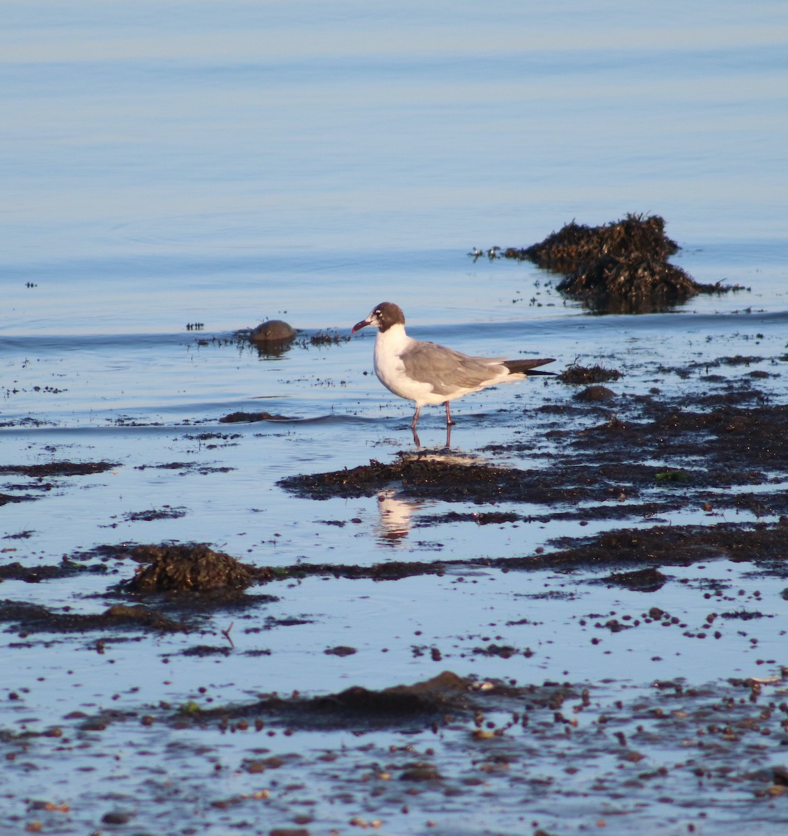 Gaviota Guanaguanare - ML622847662