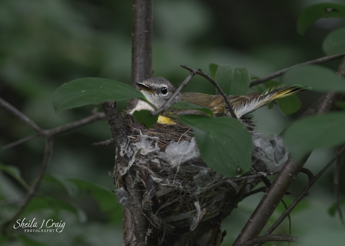 American Redstart - ML622847663