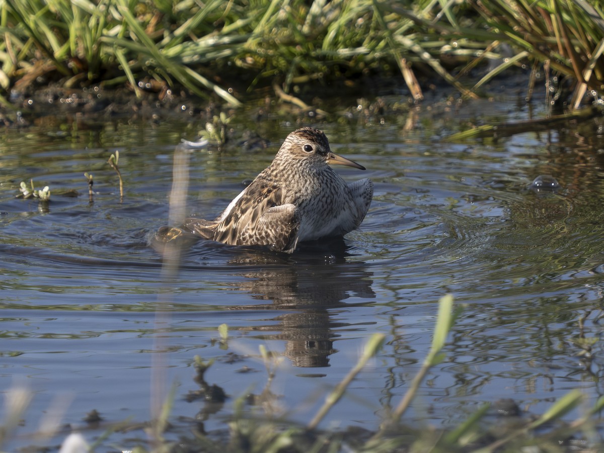 Pectoral Sandpiper - Zach Shaoul