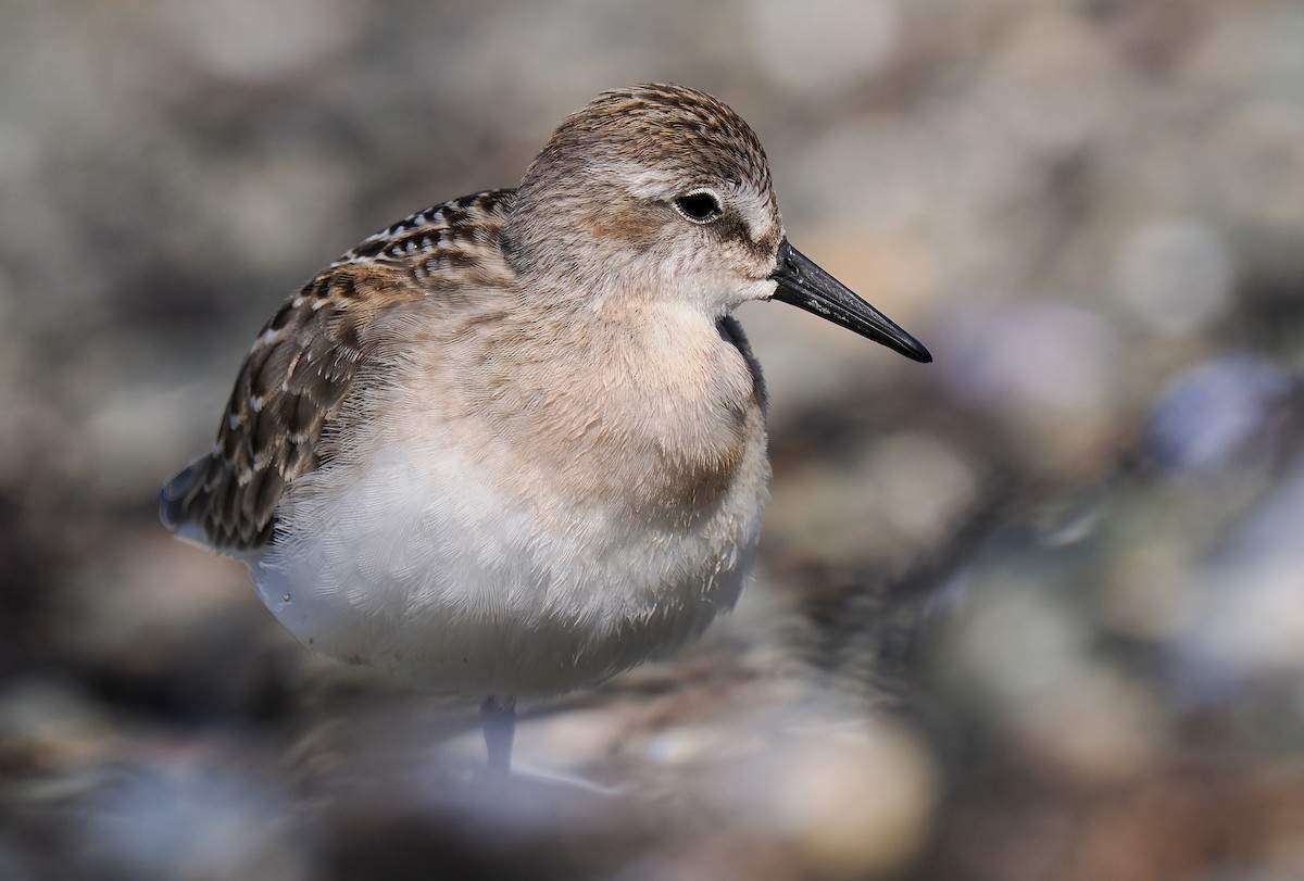 Sandstrandläufer - ML622847669