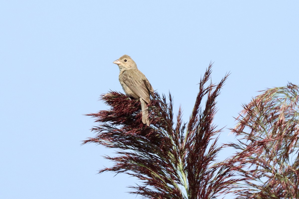 House Finch - ML622847671