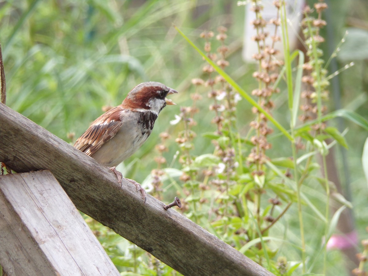 House Sparrow - Texas Bird Family