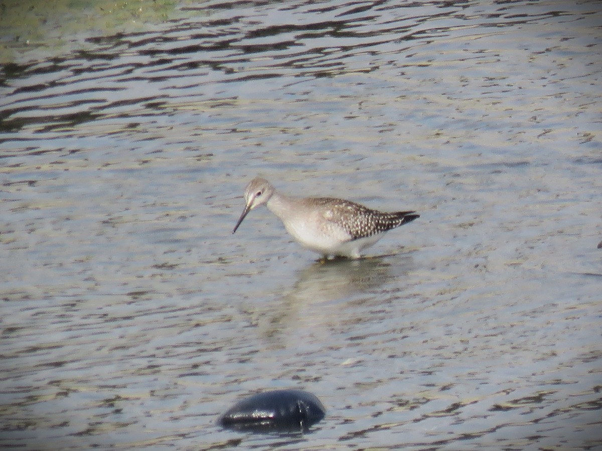 gulbeinsnipe - ML622847691