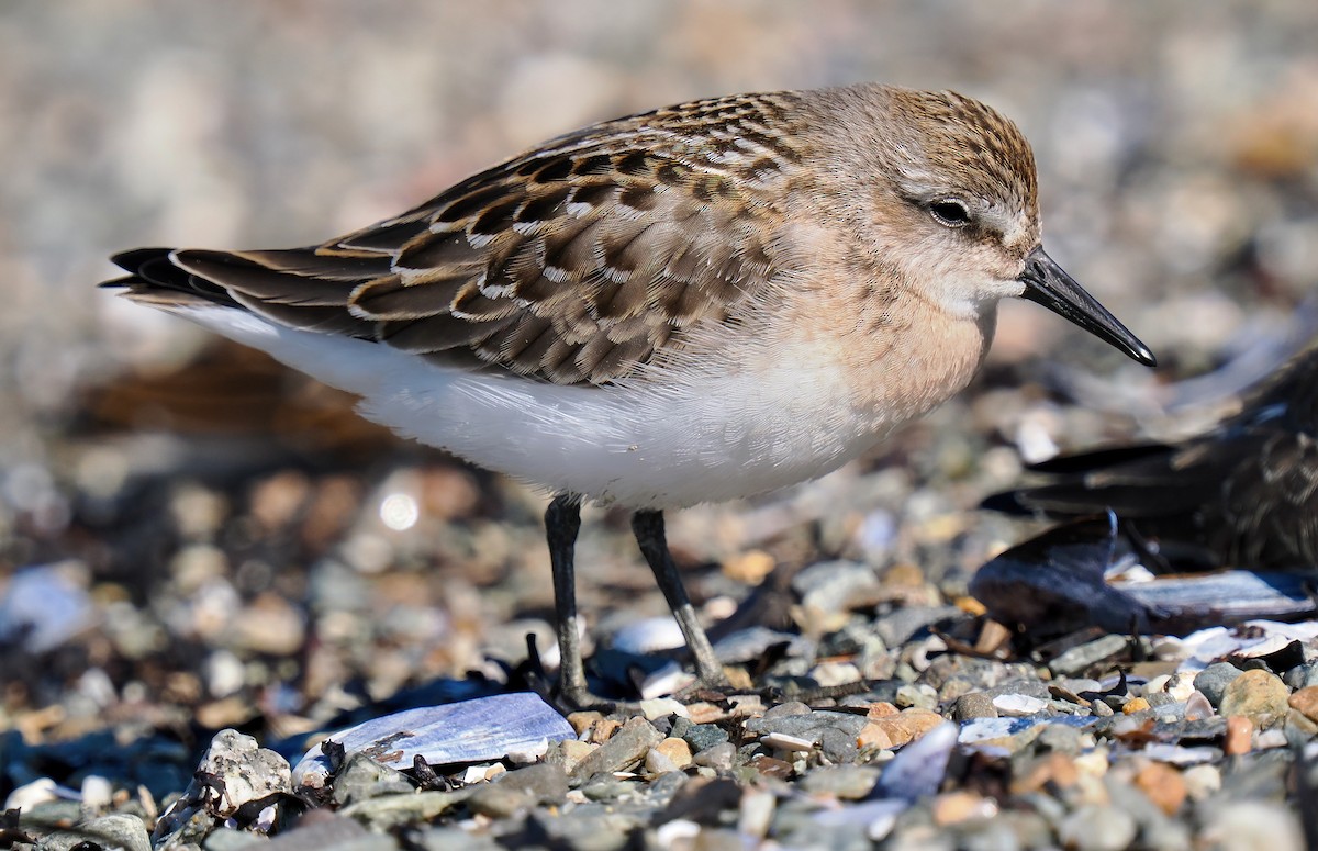 Sandstrandläufer - ML622847712