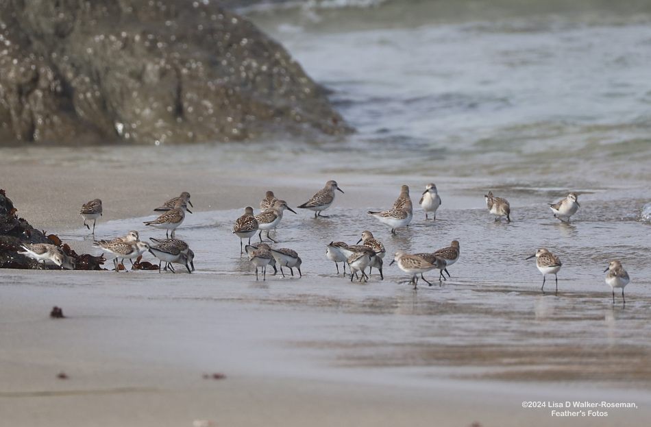 Bergstrandläufer - ML622847770