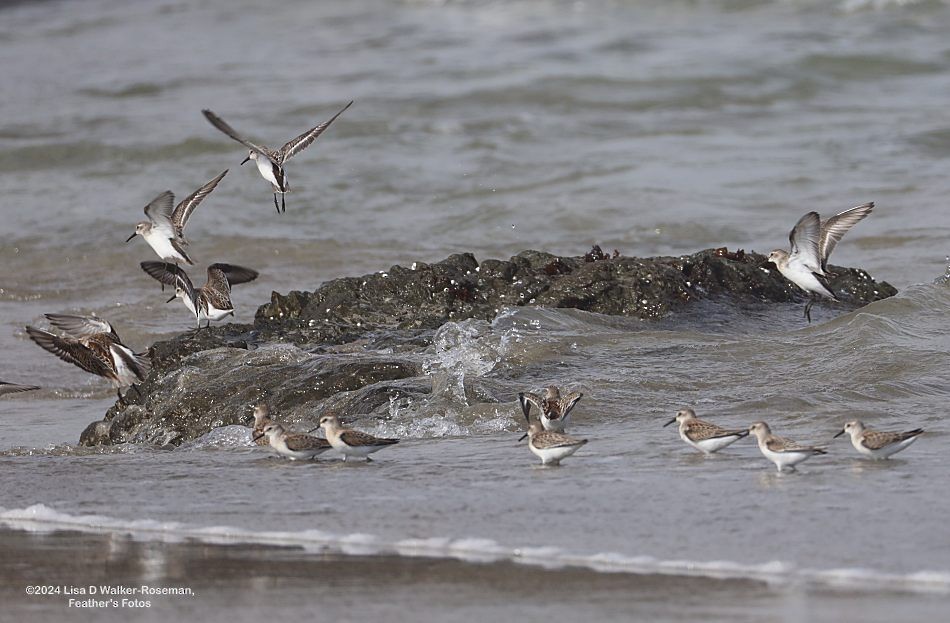 Bergstrandläufer - ML622847771