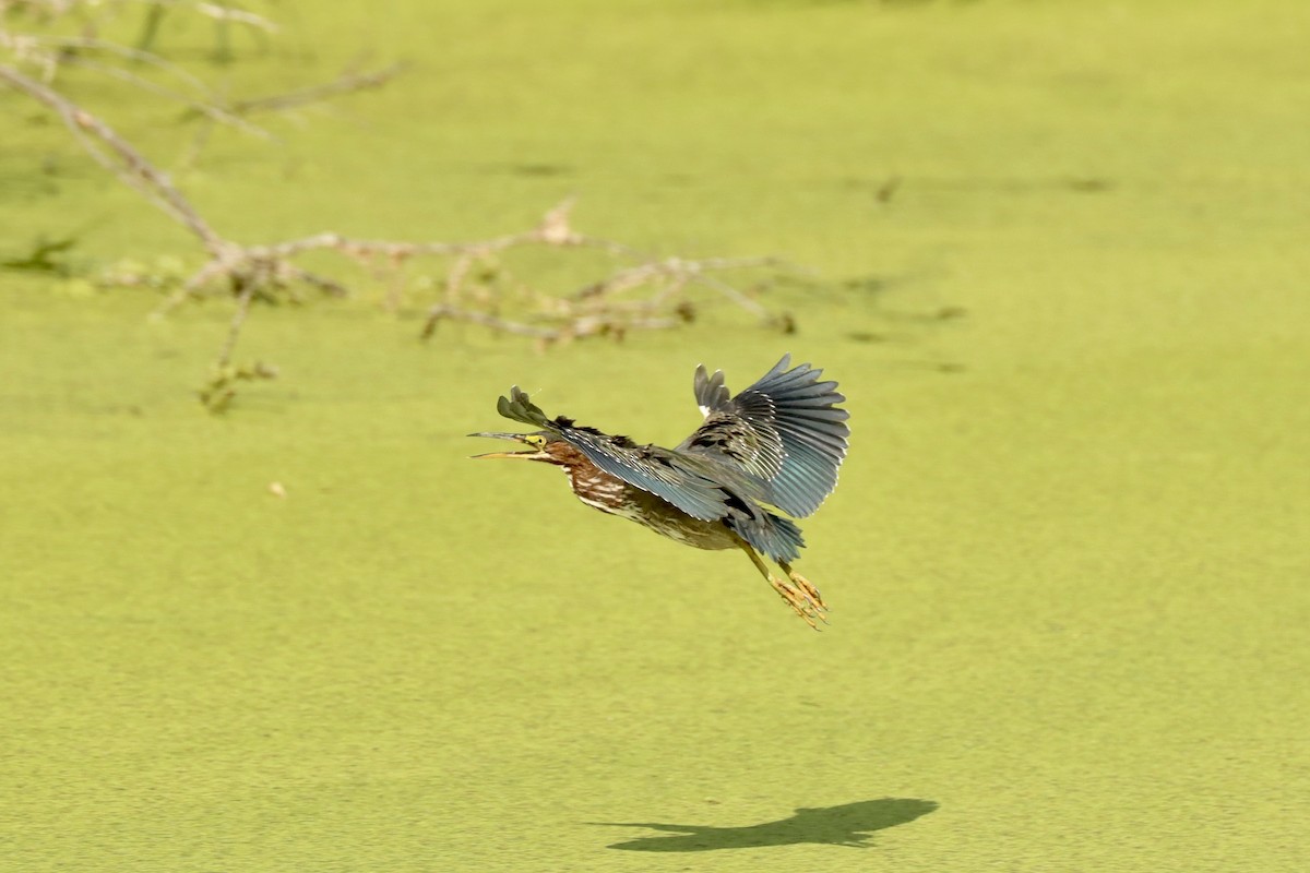 Green Heron - ML622847776