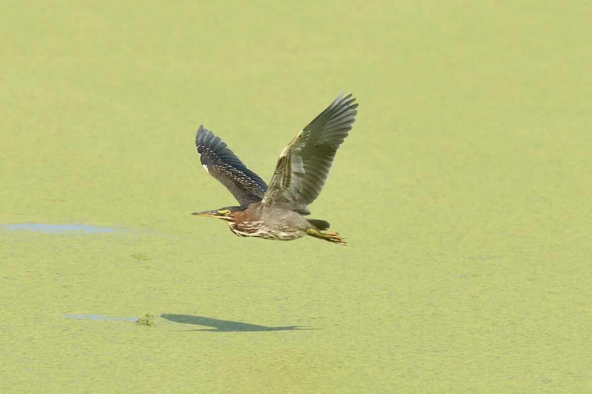 Green Heron - ML622847777