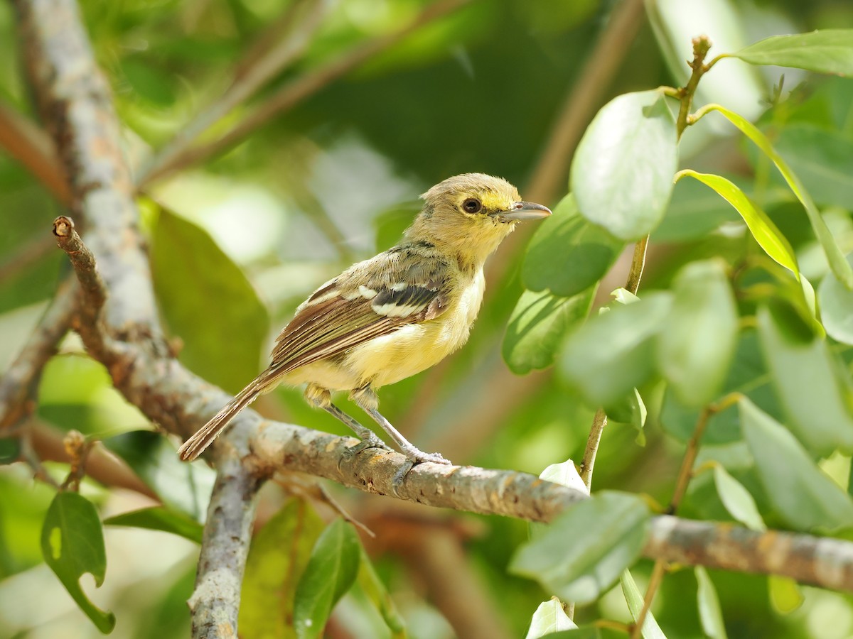 Vireo Piquigrueso - ML622847822