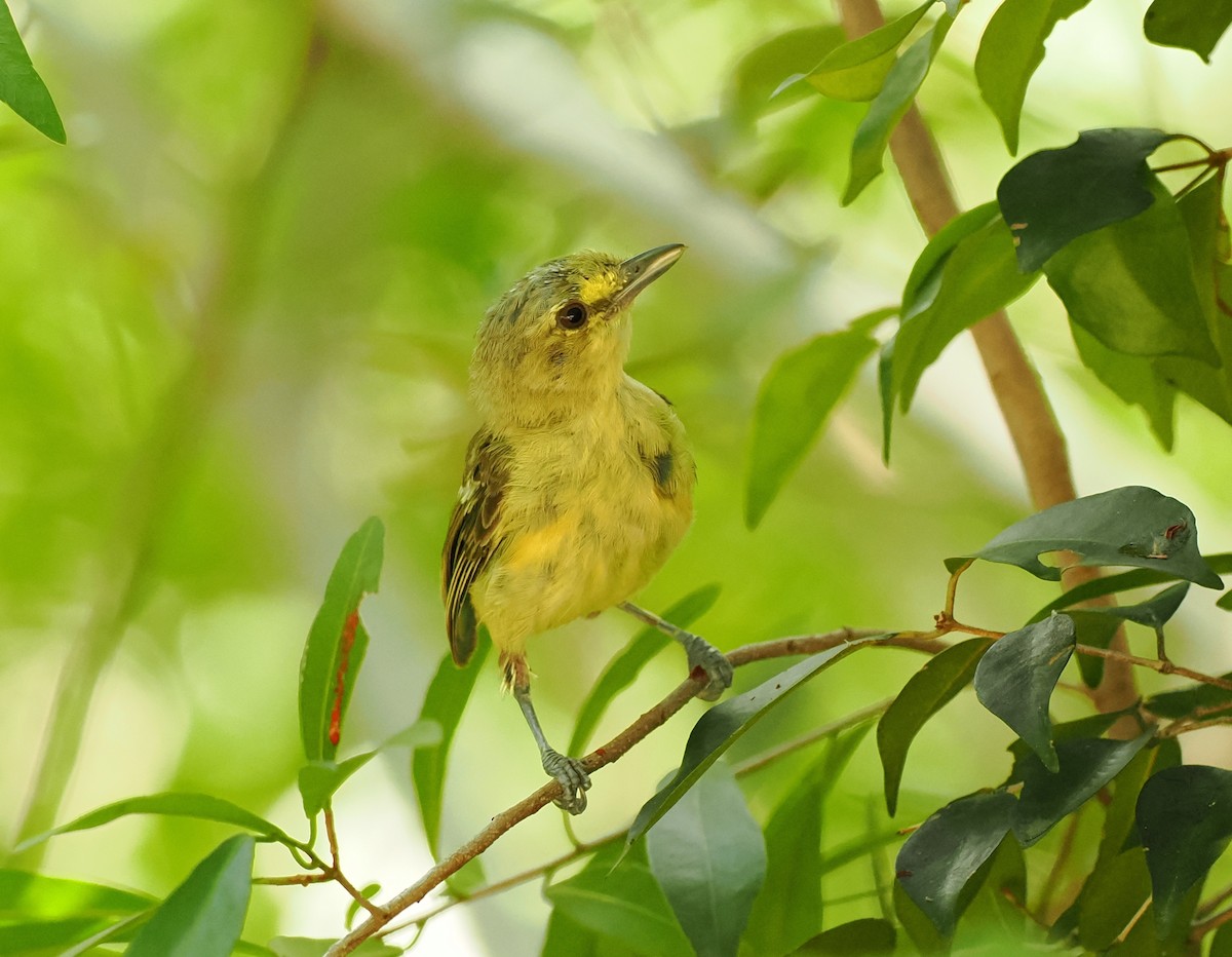 Thick-billed Vireo - ML622847825