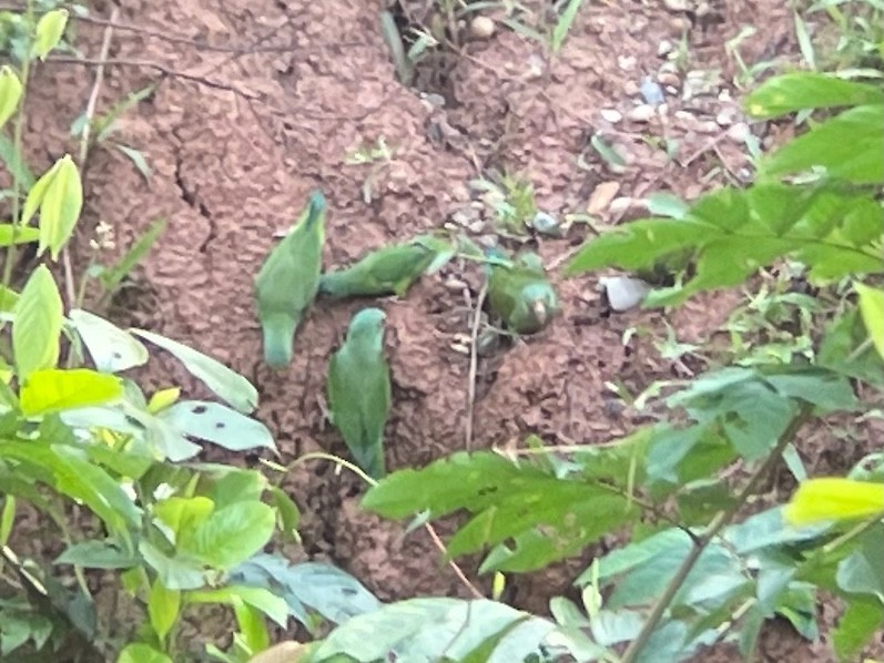 Amazonian Parrotlet - ML622848053