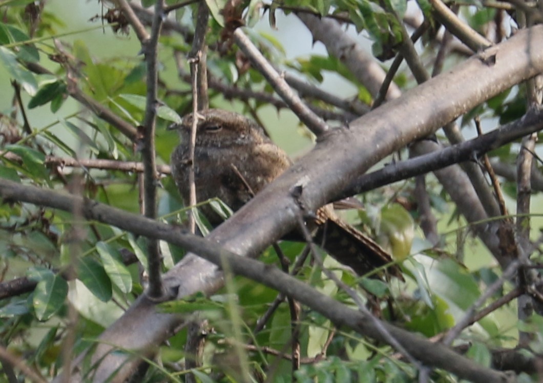 Ladder-tailed Nightjar - evonne muse