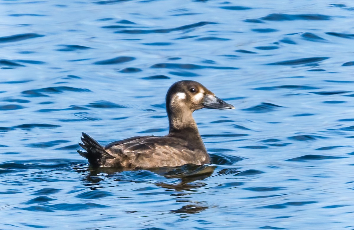 Surf Scoter - ML622848144