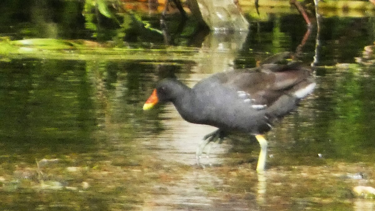 Eurasian Moorhen - ML622848164