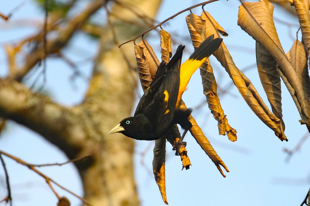 Yellow-rumped Cacique (Amazonian) - ML622848239