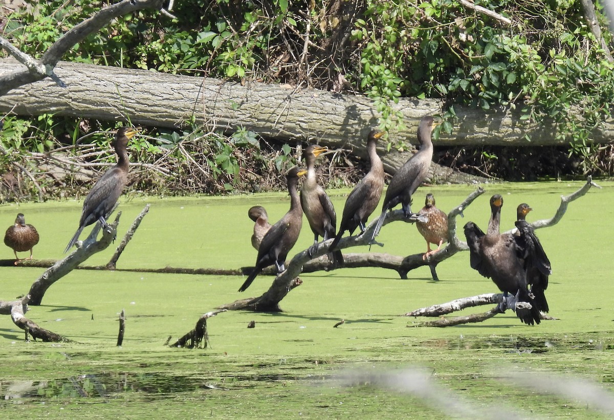 Cormoran à aigrettes - ML622848301