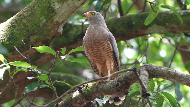 Roadside Hawk - ML622848316