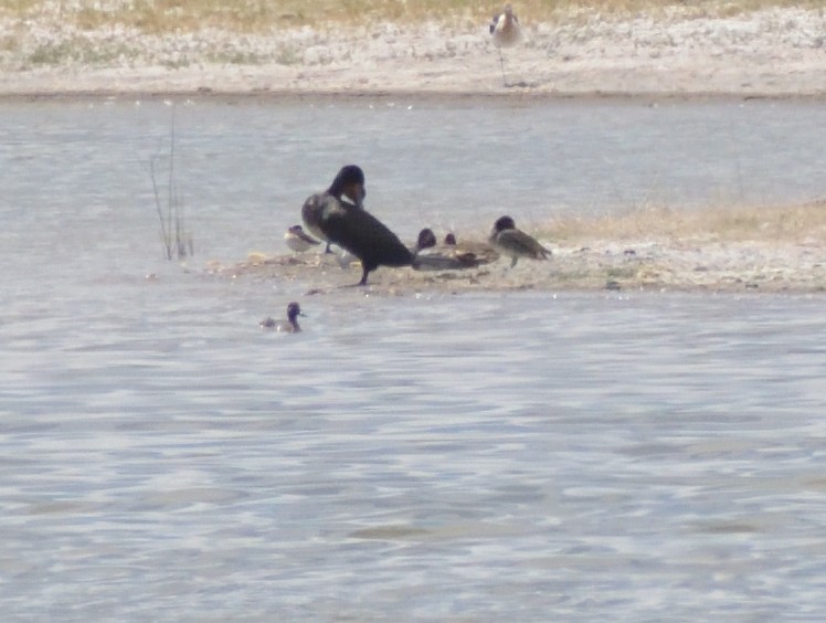 Green-winged Teal (American) - ML622848335