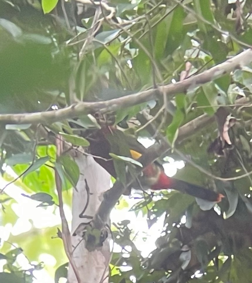 Golden-collared Toucanet - ML622848386