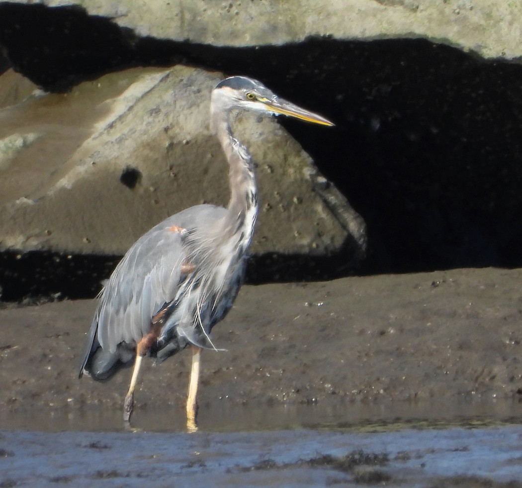 Great Blue Heron - ML622848403