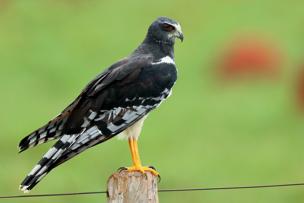 Long-winged Harrier - ML622848418